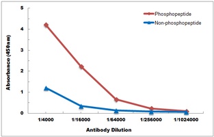 Anti-NF-kappaB p105/p50 (Phospho-S337) Antibody