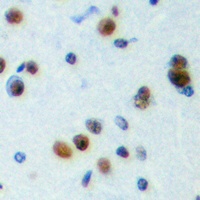 NPAS4 antibody