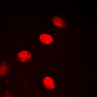 Anti-NPAS4 Antibody