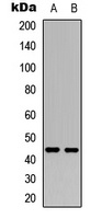 NR2F2 Antibody