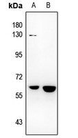 NR4A3 Antibody