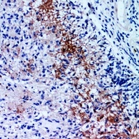 Neuropilin 2 antibody