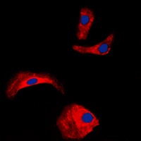 Anti-OLFML2A Antibody