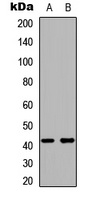Kappa Opioid Receptor Rabbit Polyclonal Antibody