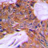 PAGE3 Antibody