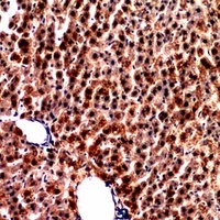 Anti-PCK1 Antibody