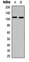 PI3K p110 alpha Antibody