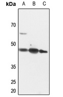 PINX1 Antibody