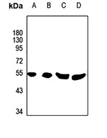 Phospholipase D4 Antibody