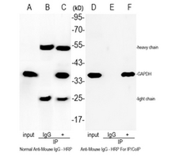Rabbit Anti-Mouse IgG - For IP/CoIP Antibody (HRP)