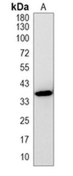 ERFE Rabbit Polyclonal Antibody