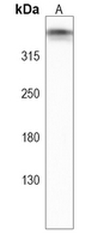 Giantin Rabbit Polyclonal Antibody