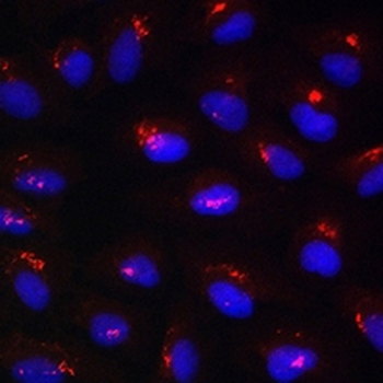 Giantin Rabbit Polyclonal Antibody