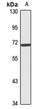ZNF549 Rabbit Polyclonal Antibody