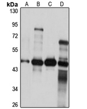 ZNF2 Rabbit Polyclonal Antibody