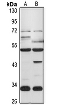 WNT10A Rabbit Polyclonal Antibody