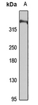 WDFY4 Rabbit Polyclonal Antibody