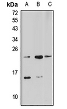 Selenoprotein S Rabbit Polyclonal Antibody