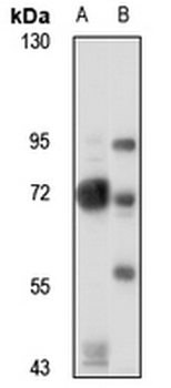 Vasorin Rabbit Polyclonal Antibody