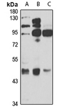 DR6 Rabbit Polyclonal Antibody