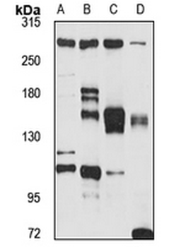 Trichohyalin Rabbit Polyclonal Antibody