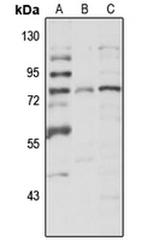 SPATA7 Rabbit Polyclonal Antibody