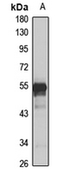 SPAG6 Rabbit Polyclonal Antibody