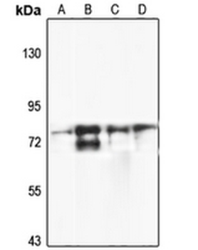 SLC22A23 Rabbit Polyclonal Antibody