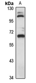 SLC13A3 Rabbit Polyclonal Antibody