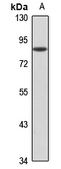 SKI Rabbit Polyclonal Antibody