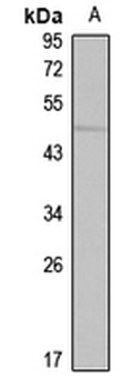 SKAP2 Rabbit Polyclonal Antibody