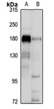 SASH1 Rabbit Polyclonal Antibody