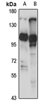Rim2 Rabbit Polyclonal Antibody