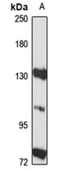 RBM19 Rabbit Polyclonal Antibody