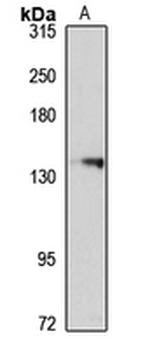 RBM12B Rabbit Polyclonal Antibody