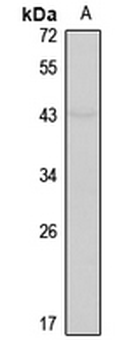EP1 Rabbit Polyclonal Antibody