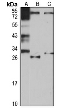 PSMA8 Rabbit Polyclonal Antibody