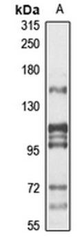 PRDM15 Rabbit Polyclonal Antibody