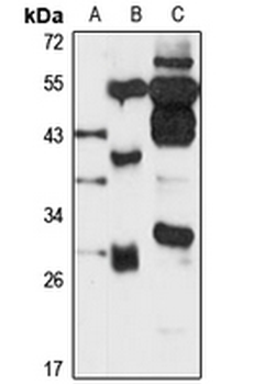 PPAPDC3 Rabbit Polyclonal Antibody