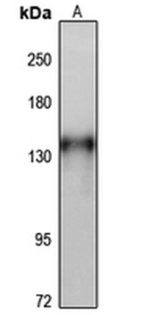 POLRMT Rabbit Polyclonal Antibody