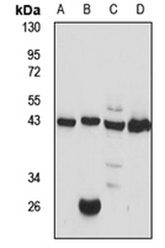 GPR136 Rabbit Polyclonal Antibody