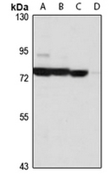 NUFIP2 Rabbit Polyclonal Antibody