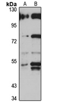 NPEPL1 Rabbit Polyclonal Antibody