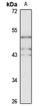 NKAP Rabbit Polyclonal Antibody