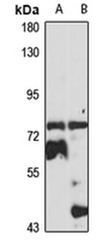 MX1 Rabbit Polyclonal Antibody
