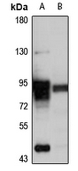 MTO1 Rabbit Polyclonal Antibody