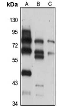 MNS1 Rabbit Polyclonal Antibody