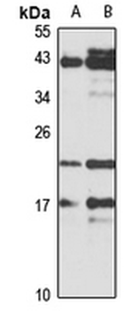 MAFK Rabbit Polyclonal Antibody