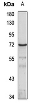 CD85a Rabbit Polyclonal Antibody