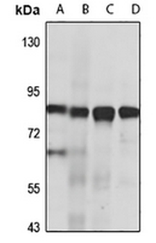 LENG8 Rabbit Polyclonal Antibody